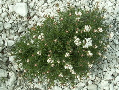 Asperula tephrocarpa