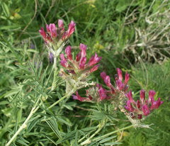 Astragalus cornutus