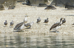 Pelecanus occidentalis