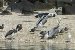 Pelecanus occidentalis