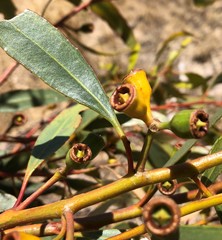 Eucalyptus incrassata