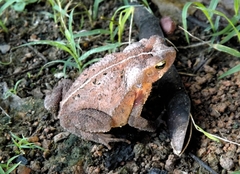 Rhinella sternosignata