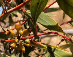 Eucalyptus incrassata
