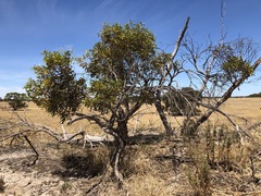 Eucalyptus incrassata