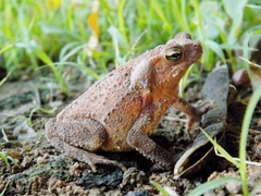 Rhinella sternosignata