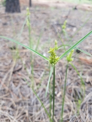 Cyperus fendlerianus