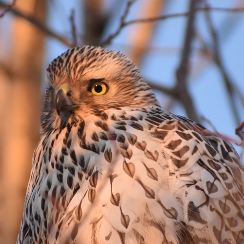 Eurasian Goshawk (Astur gentilis), photo 9