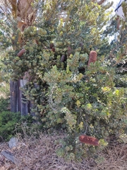 Banksia praemorsa