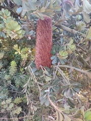 Banksia praemorsa