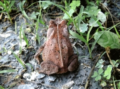 Rhinella sternosignata
