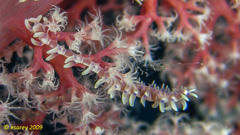 Alcyonosyllis phili