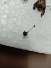 Harmonia testudinaria