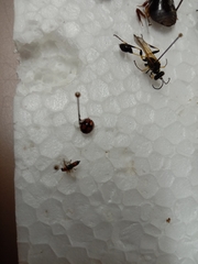 Harmonia testudinaria