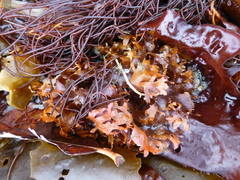 Cryptopleureae