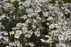 Eumorphia sericea robustior