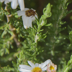Eumorphia sericea robustior