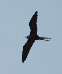 Fregata magnificens