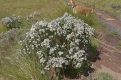 Eumorphia sericea robustior