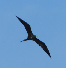Fregata magnificens