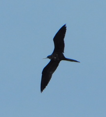 Fregata magnificens