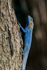 Agama mucosoensis