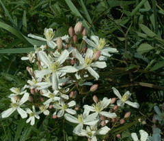 Clematis lathyrifolia