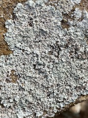 Lepraria normandinoides