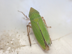 Draeculacephala minerva