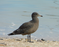 Larus heermanni