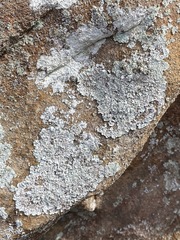 Lepraria normandinoides