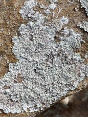 Lepraria normandinoides