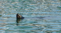 Zalophus californianus