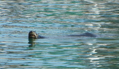 Zalophus californianus