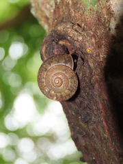 Satsuma