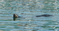 Zalophus californianus