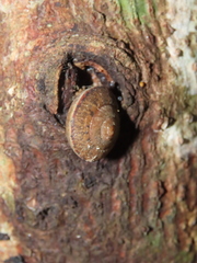 Satsuma