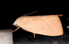 Earias subviridis