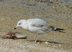 Larus delawarensis
