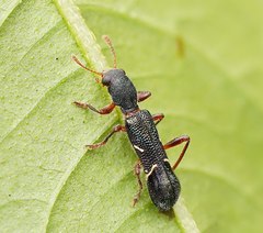 Tarsostenodes simulator