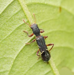 Tarsostenodes simulator