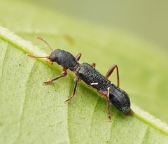 Tarsostenodes simulator