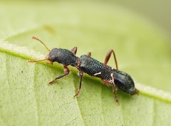 Tarsostenodes simulator