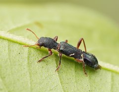 Tarsostenodes simulator