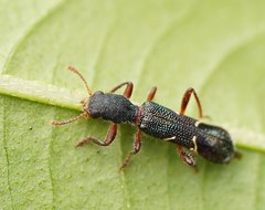 Tarsostenodes simulator
