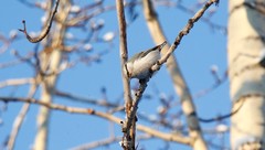 Sitta europaea albifrons