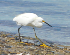 Egretta thula