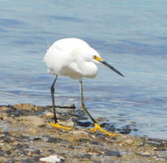 Egretta thula