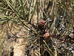 Allocasuarina mackliniana
