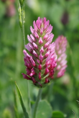 Trifolium incarnatum molinerii