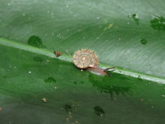 Aegista